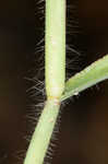 Hairy crabgrass